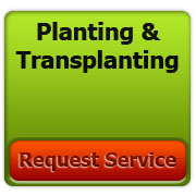 Planting and transplanting