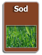 Sod for sale Tampa Florida
